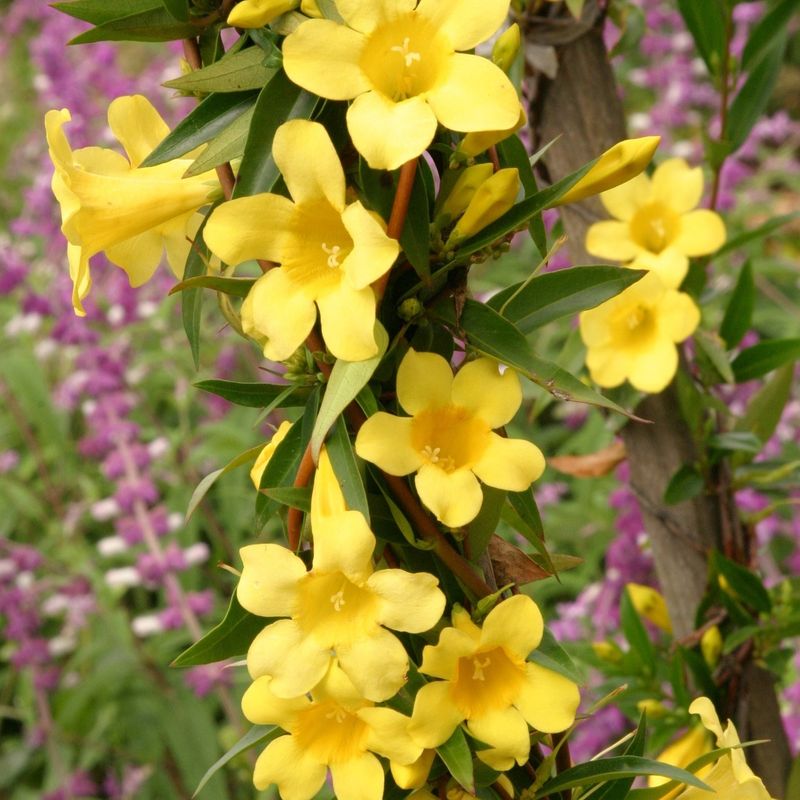 Carolina Jessamine
