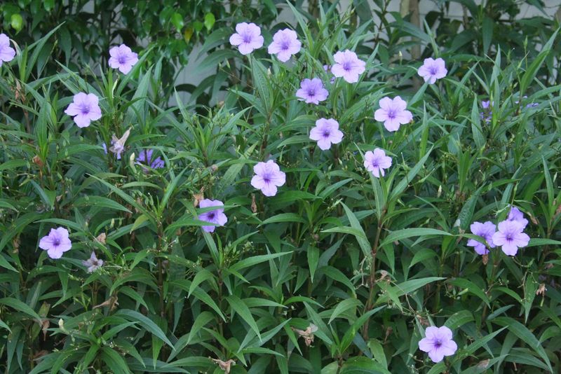 Carolina Wild Petunia Handles Deep Shade