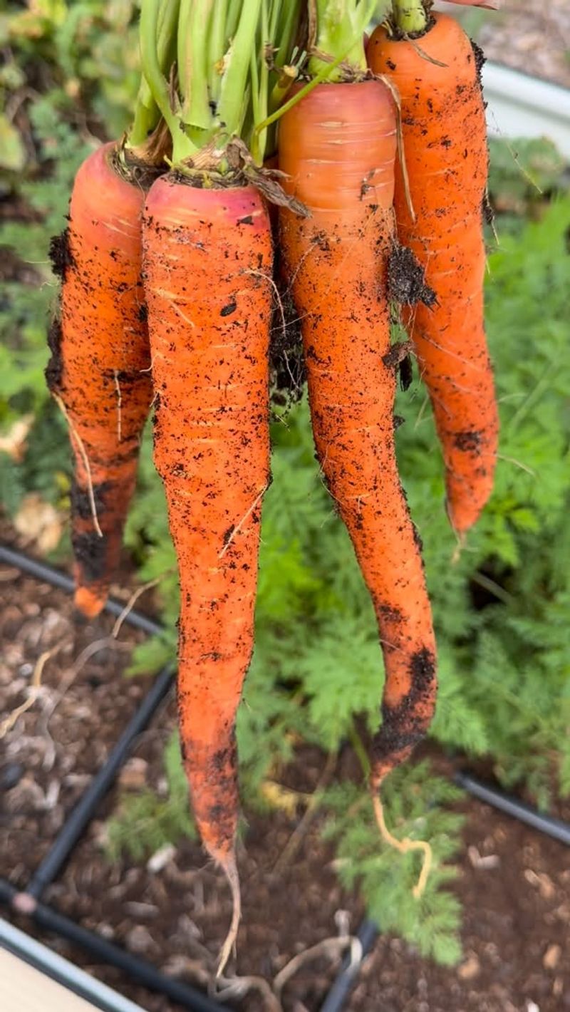 Carrots Carrots