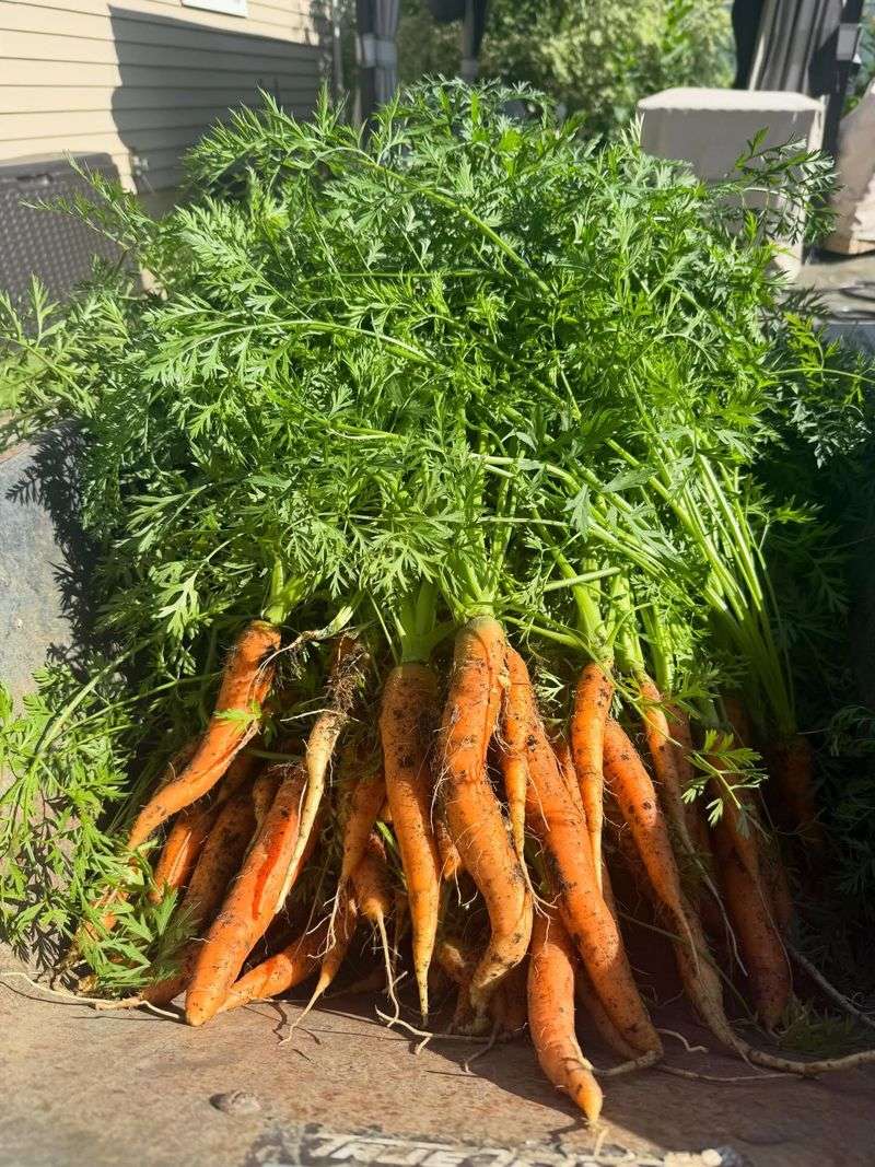 Carrots