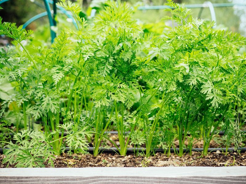 Carrots And Beets Need An Evenly Moist Seedbed