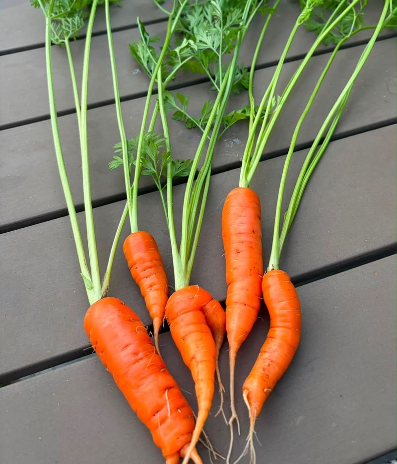 Carrots Belong In The Ground Early In The Month