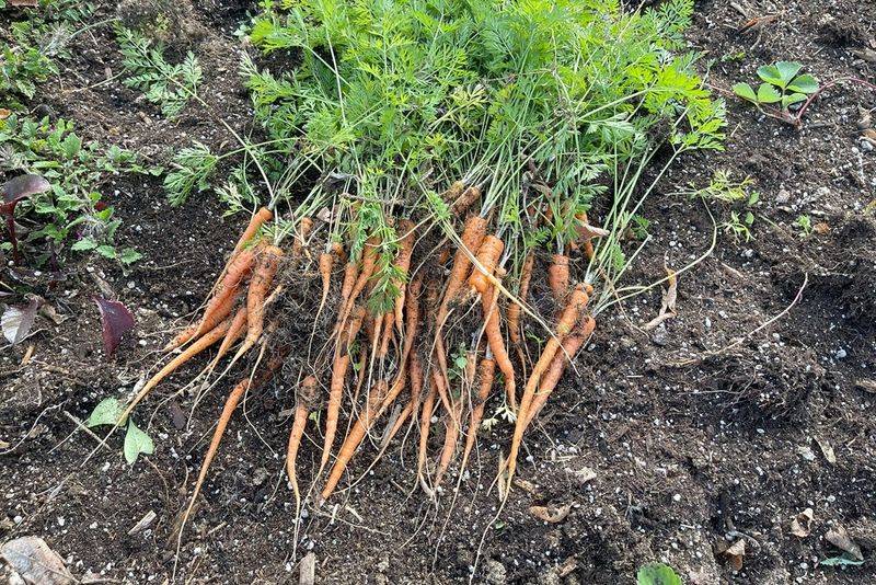 Carrots Benefit From An Earlier Sowing Date Carrots Benefit From An Earlier Sowing Date