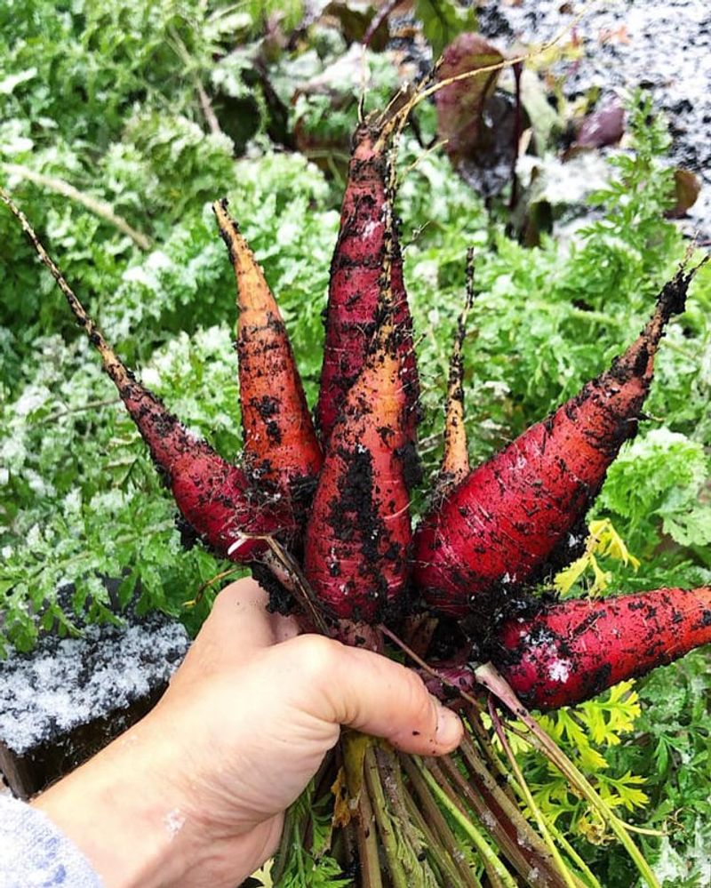 Carrots Can Taste Sweeter After Chilly Nights