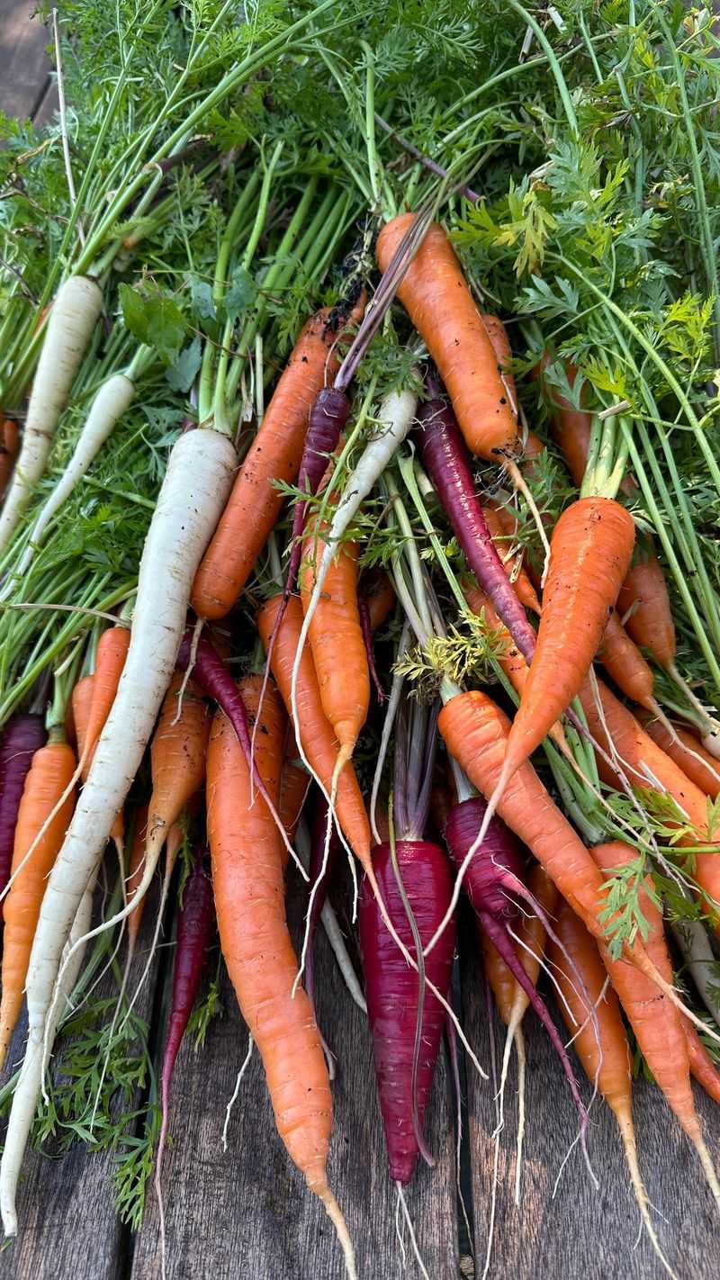 Carrots Get Sweeter In Cool Soil Carrots Get Sweeter In Cool Soil
