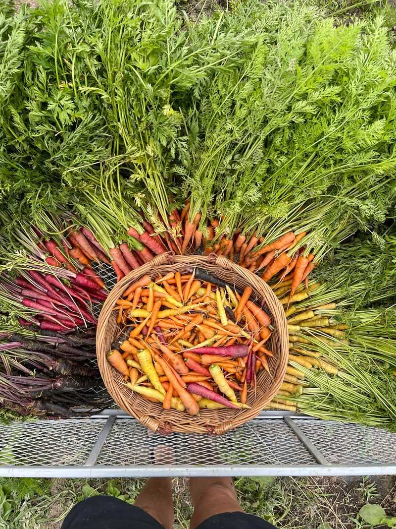Carrots Get Their Fall Growing Season Underway