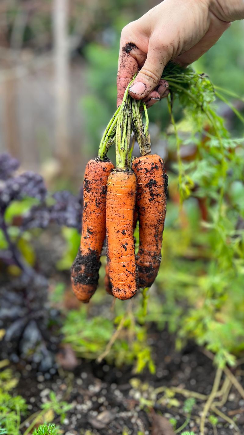 Carrots Reward Staggered Sowing Carrots Reward Staggered Sowing