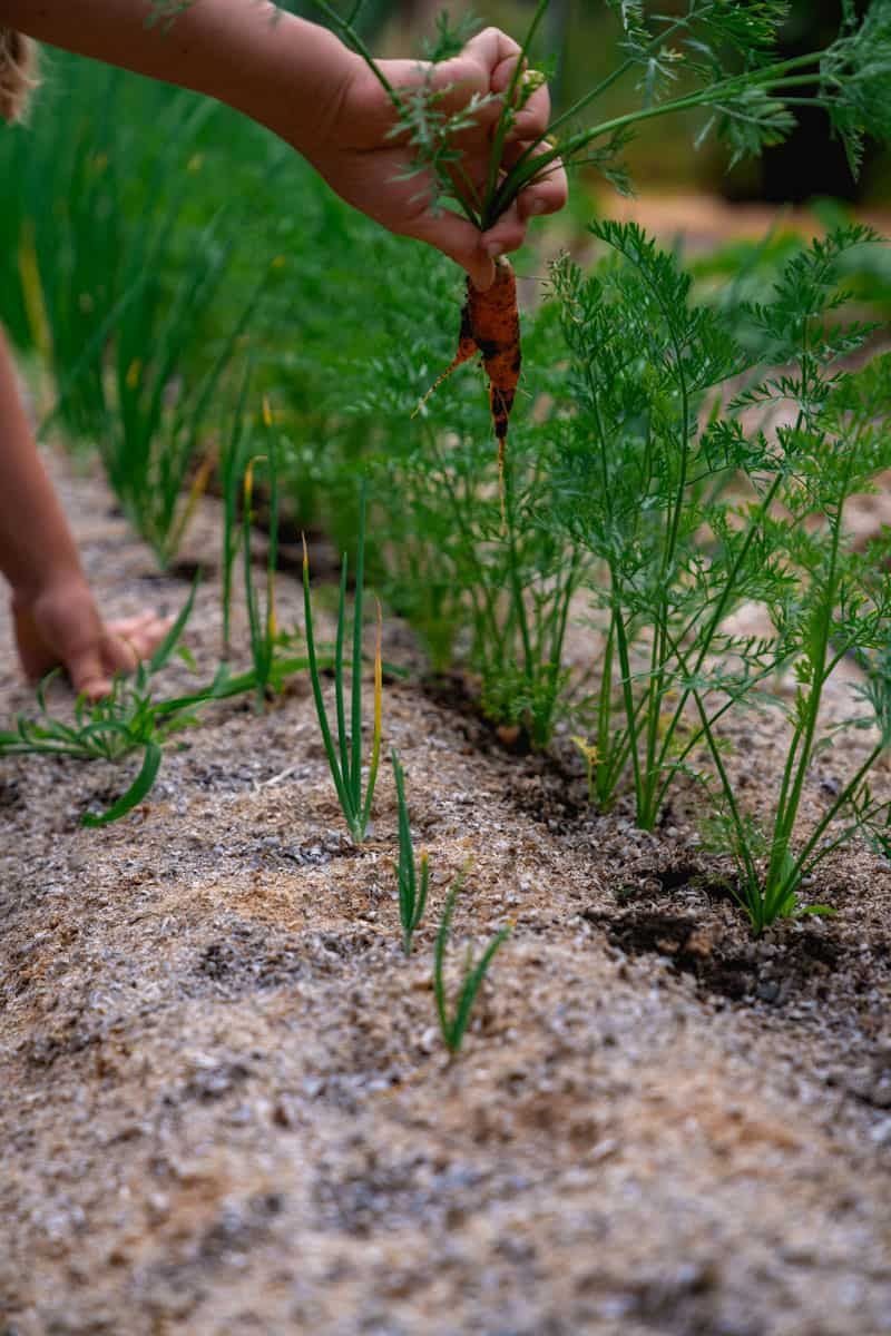 Carrots Start The Cool-Season Shift Before Fall Arrives Carrots Start The Cool-Season Shift Before Fall Arrives