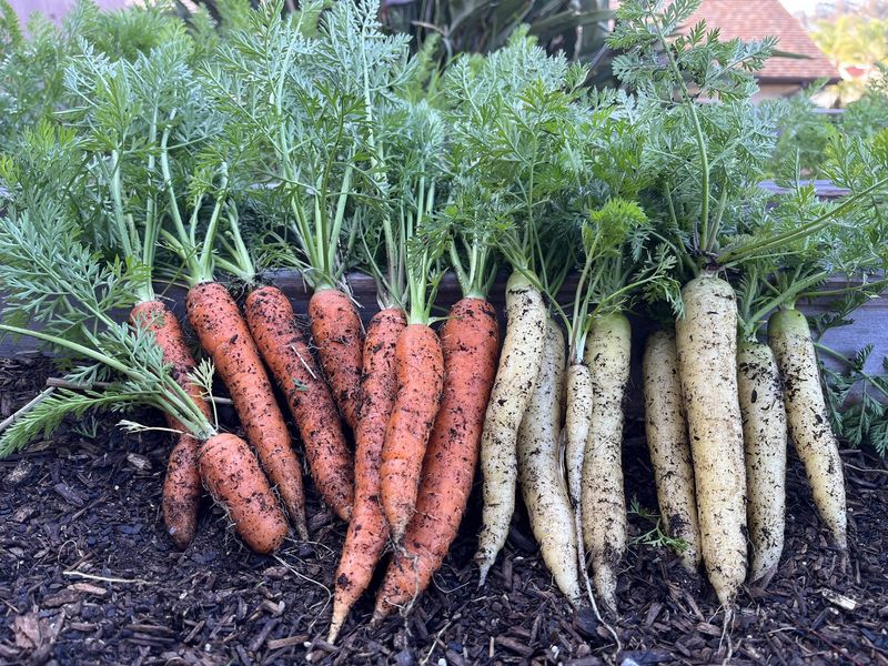 Carrots Sweeten Up For A Fall Pull Carrots Sweeten Up For A Fall Pull