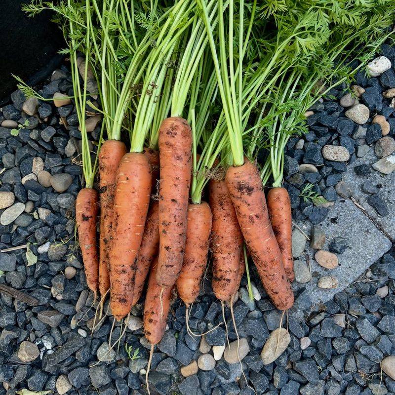 Carrots Turn Sweeter In Cooling Soil Carrots Turn Sweeter In Cooling Soil
