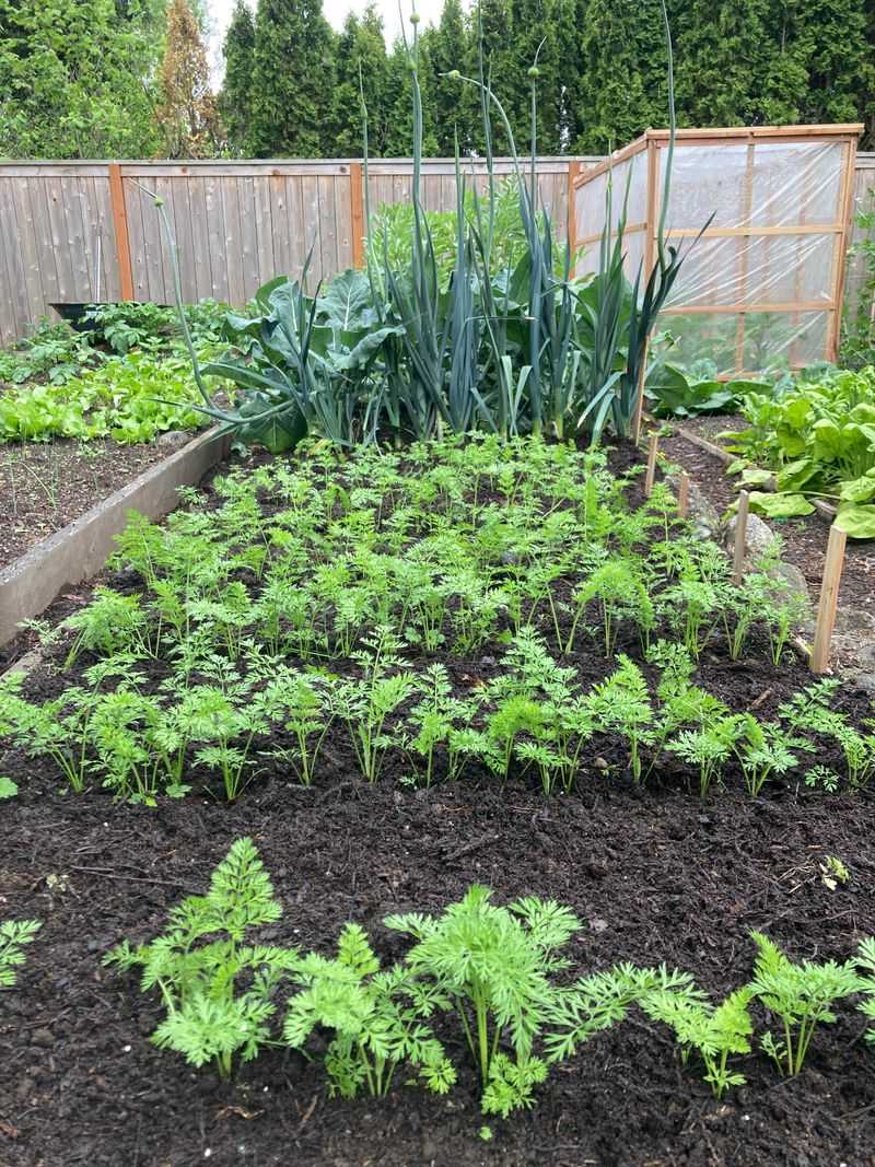 Carrots Use Late Summer Soil For Fall Growth Carrots Use Late Summer Soil For Fall Growth