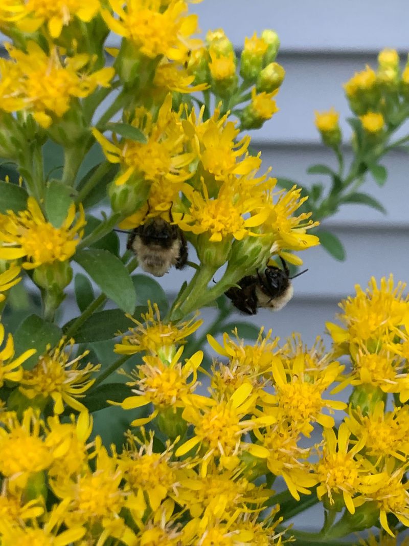 Carry Fall Color With Stiff Goldenrod