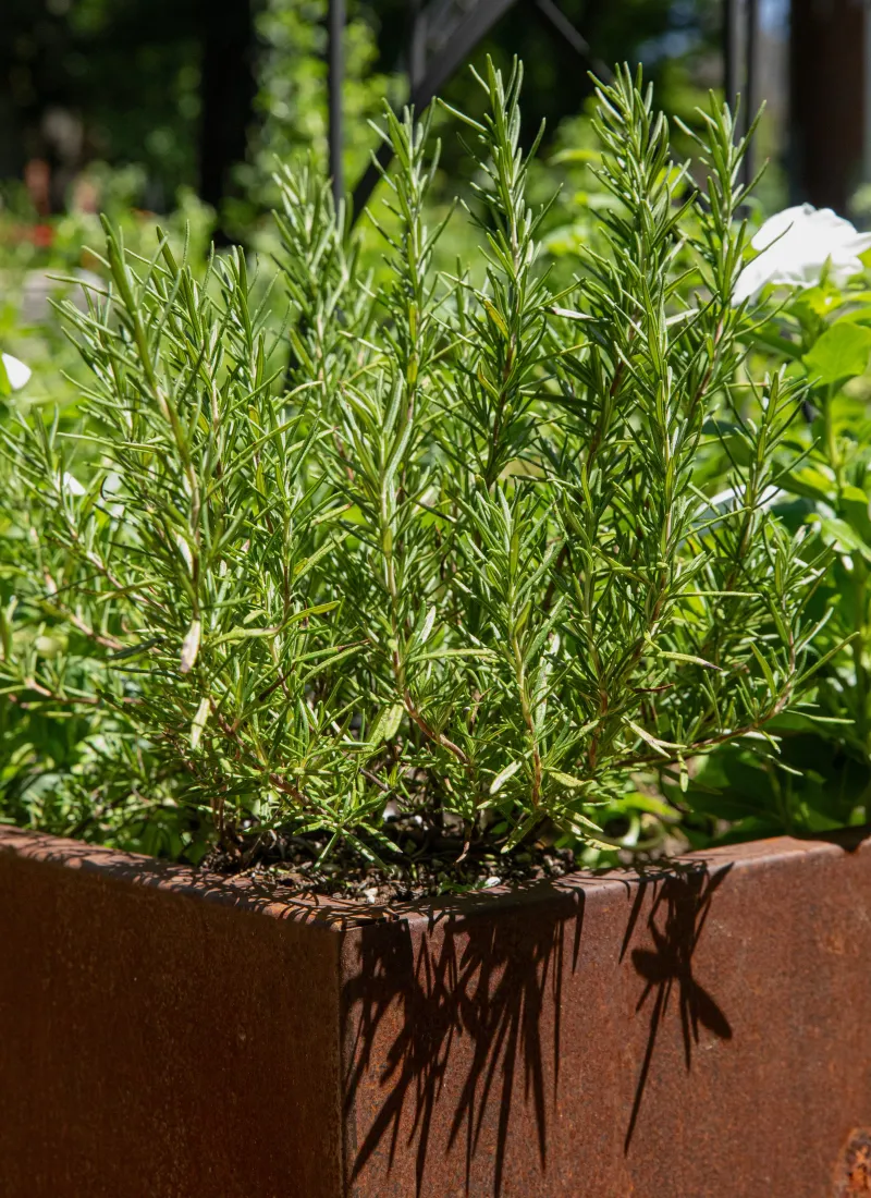 Carry Healthy Rosemary Into The Cooler Season Carry Healthy Rosemary Into The Cooler Season