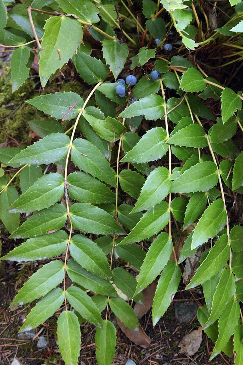 Cascade Barberry Works For Lower, Dense Screening