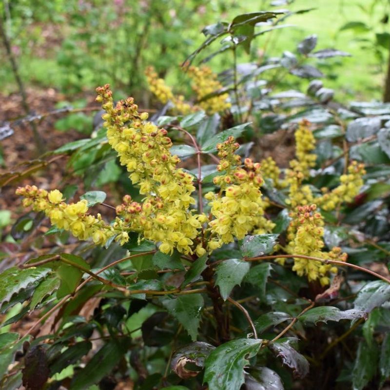 Cascade Oregon Grape Handles Woodland Shade Cascade Oregon Grape Handles Woodland Shade