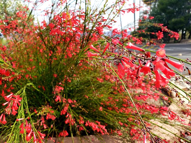 Cascading Stems Give It A Softer Look
