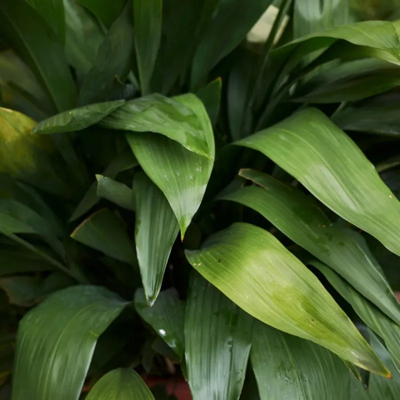 Cast Iron Plant Leaves Cool Gaps Beneath Broad Foliage