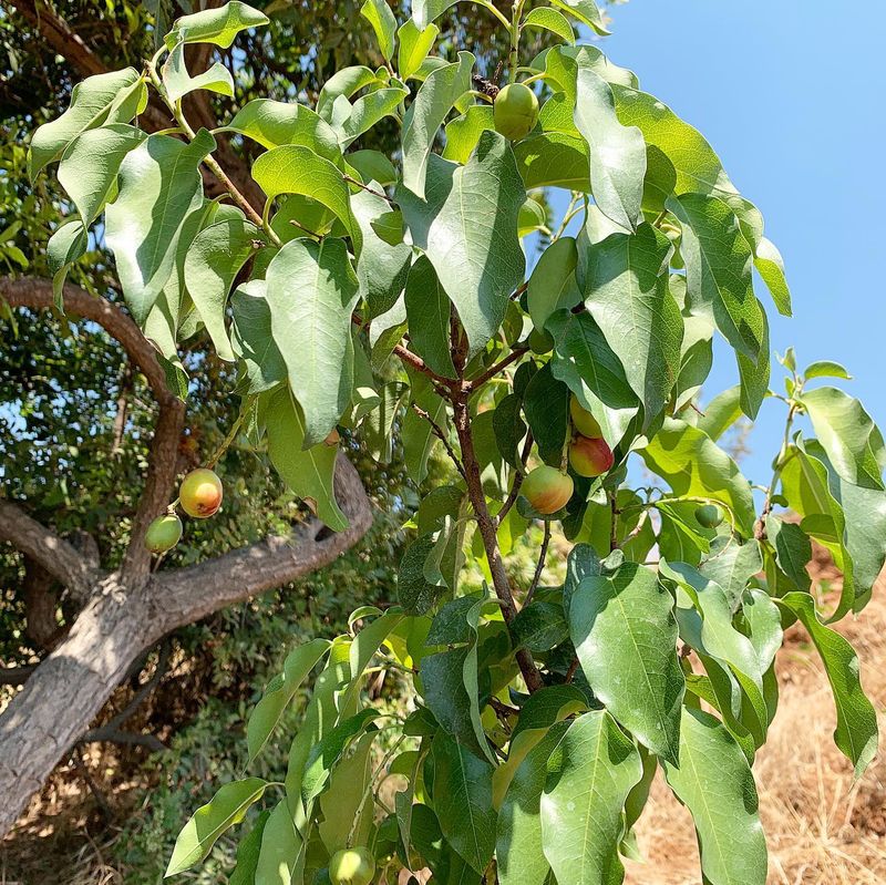 Catalina Cherry Catalina Cherry