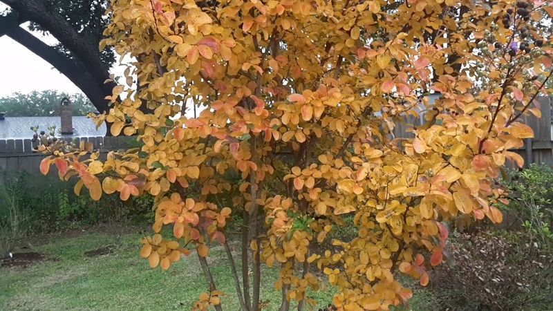 Catawba Has Great Fall Color