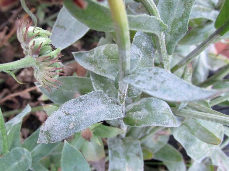 Catch Powdery Mildew Before It Spreads