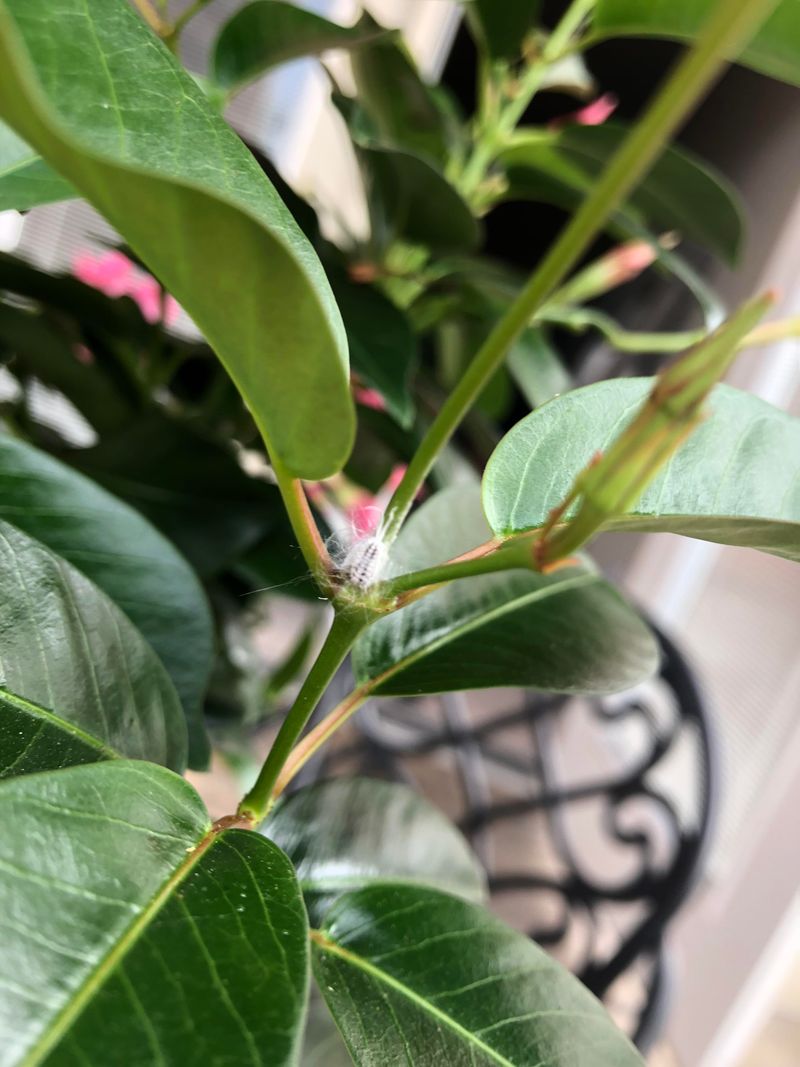 Catch Scale And Mealybugs Hiding On Fresh Growth
