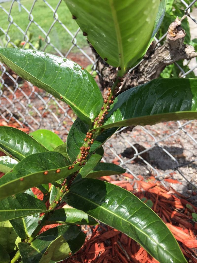 Catch Scale Before Sooty Mold Dulls The Foliage