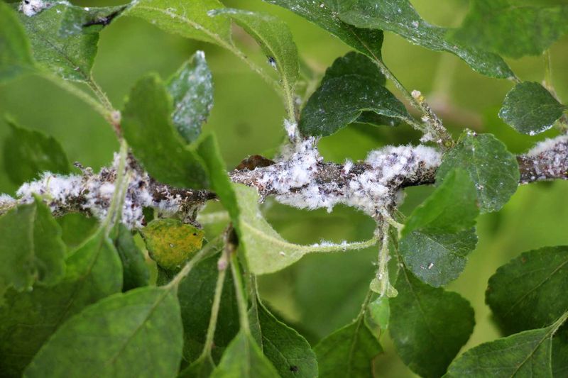 Catch Small Populations Early