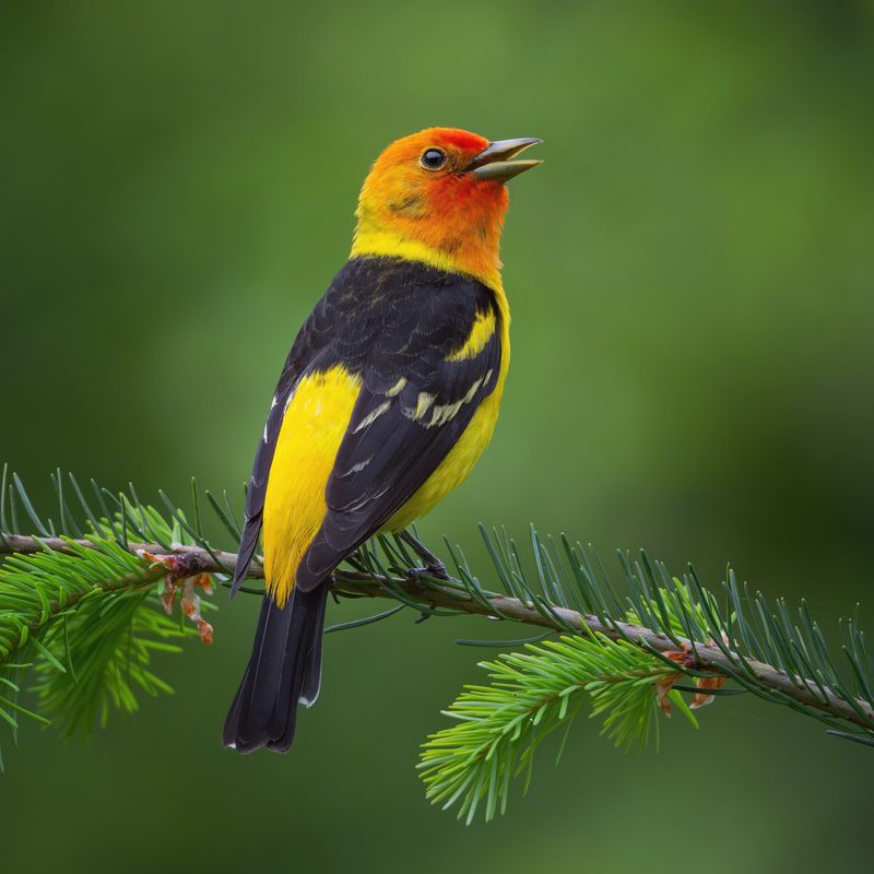 Catch Western Tanagers Before They Move On