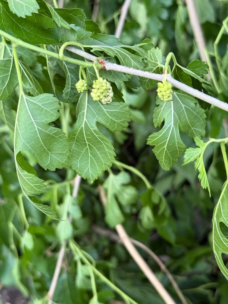 Catching Fast Growth Before It Gets Out Of Hand