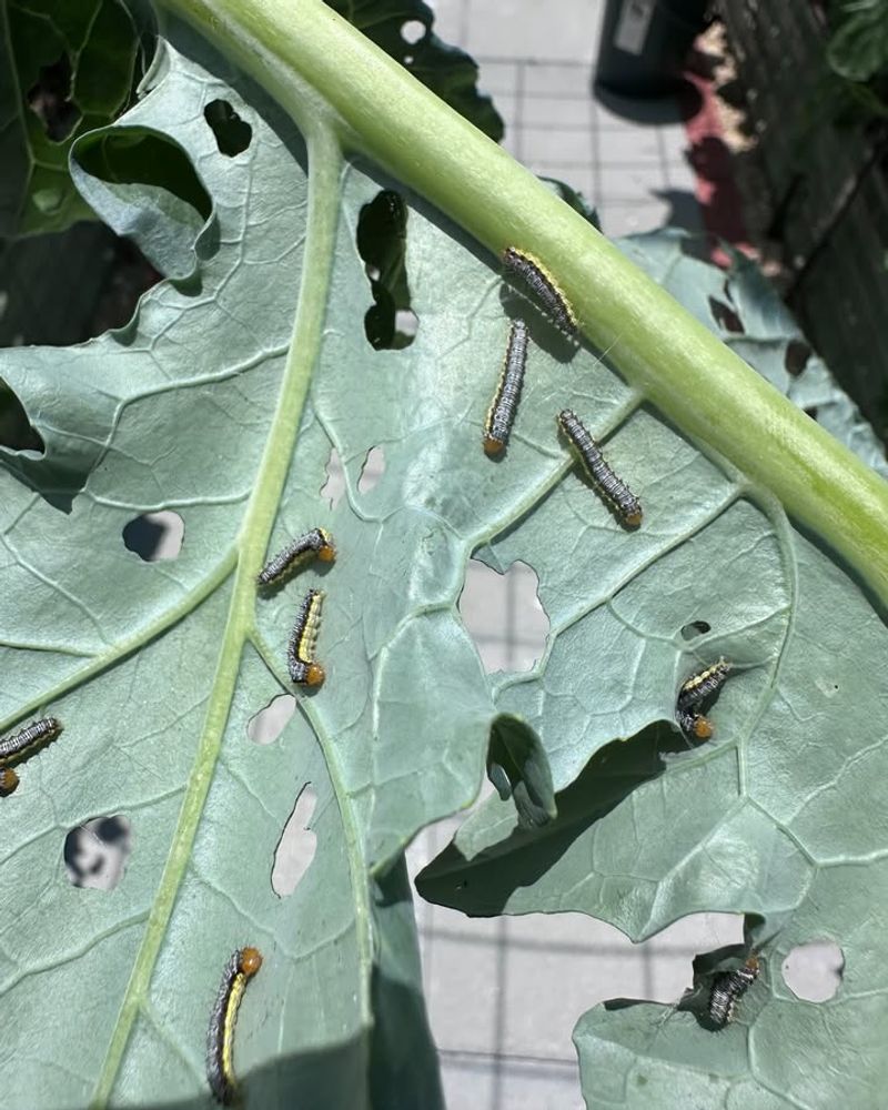 Caterpillar Scouting Protects The Center Caterpillar Scouting Protects The Center