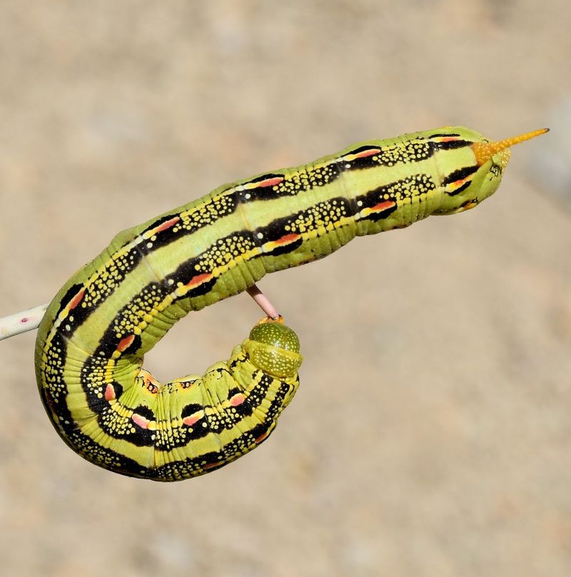 Caterpillars Grow Quickly Before Becoming Pupae