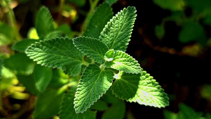 Catmint: Kansas's Natural Insect Deterrent Catmint: Kansas's Natural Insect Deterrent