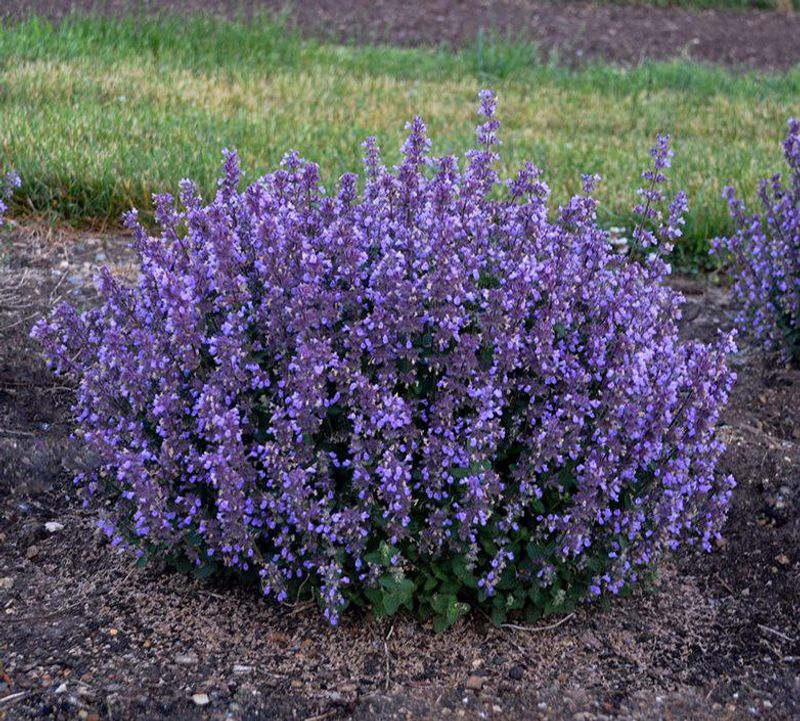 Catmint Keeps Grazers At A Distance Catmint Keeps Grazers At A Distance