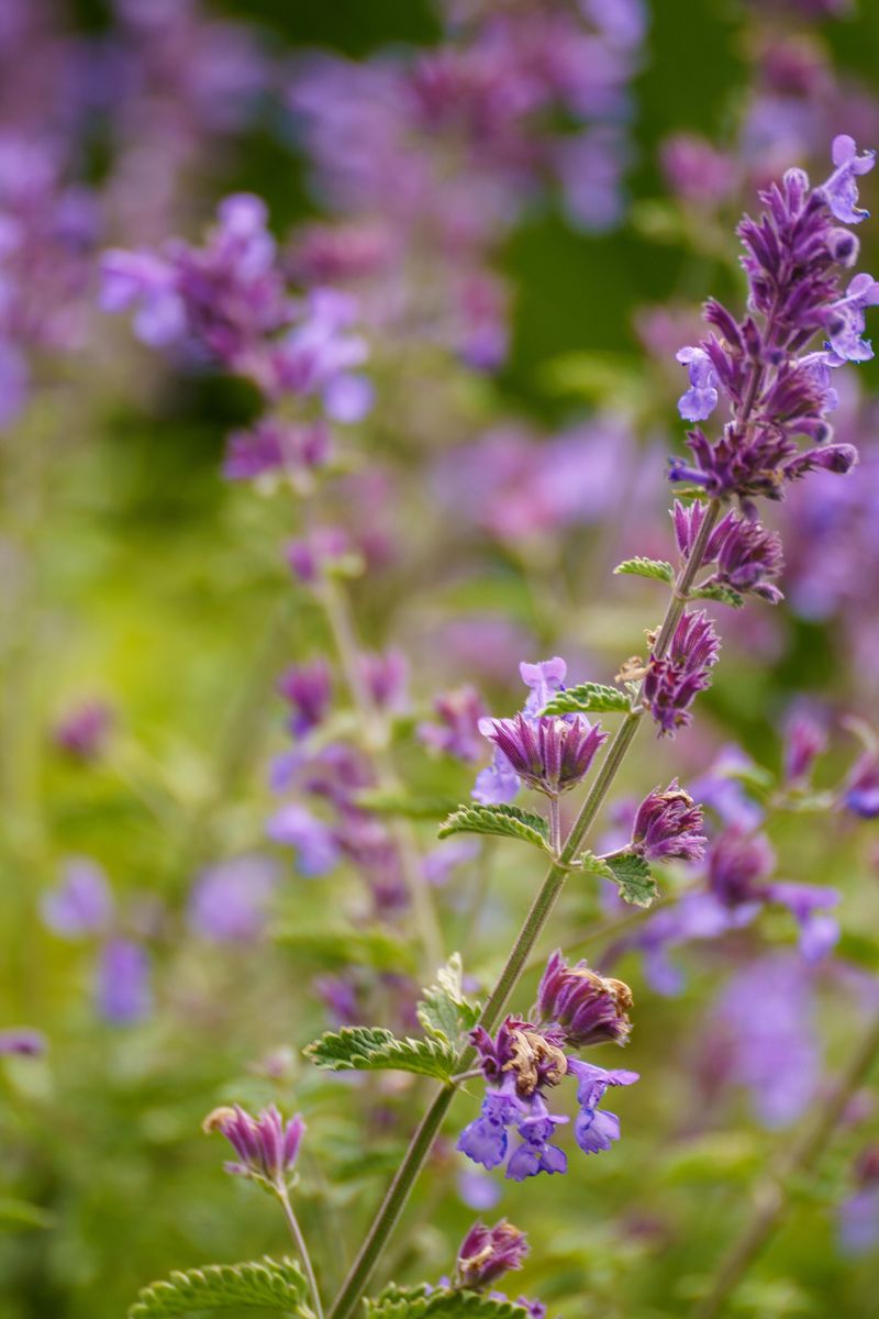 Catmint Responds Well To A Midsummer Shear Catmint Responds Well To A Midsummer Shear