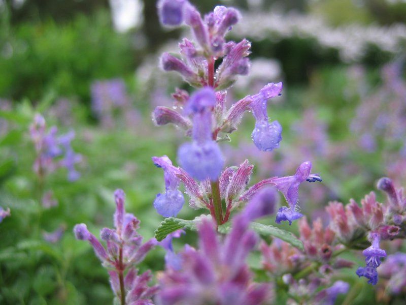 Catmint Catmint