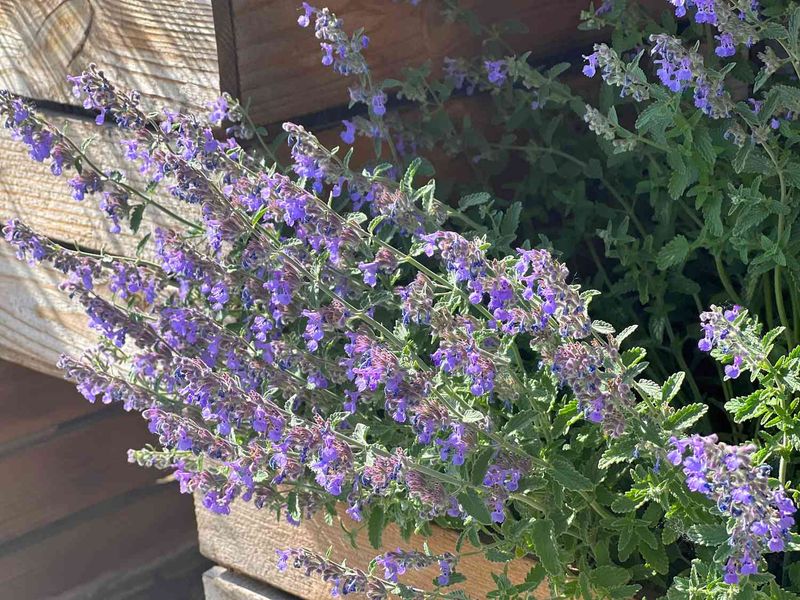 Catnip Has Real Cockroach Research Behind Its Famous Aroma