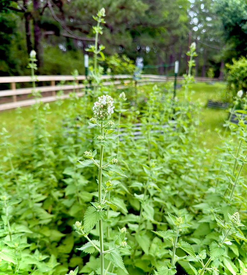 Catnip Is The Herb That Roaches Tend To Avoid