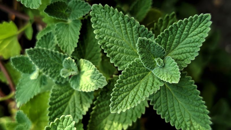 Catnip Is The Roach Repellent You Need