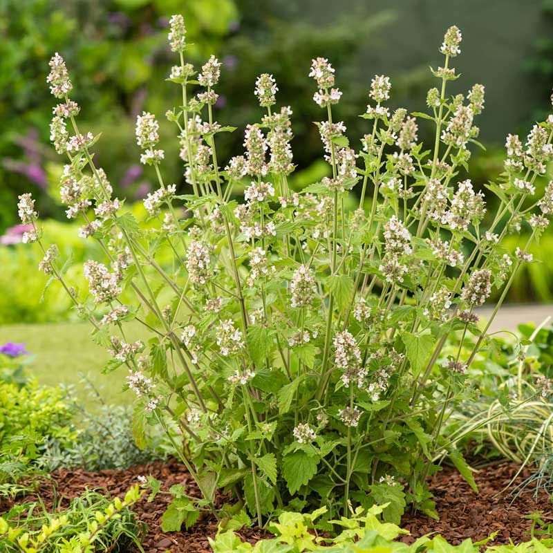 Catnip Catnip