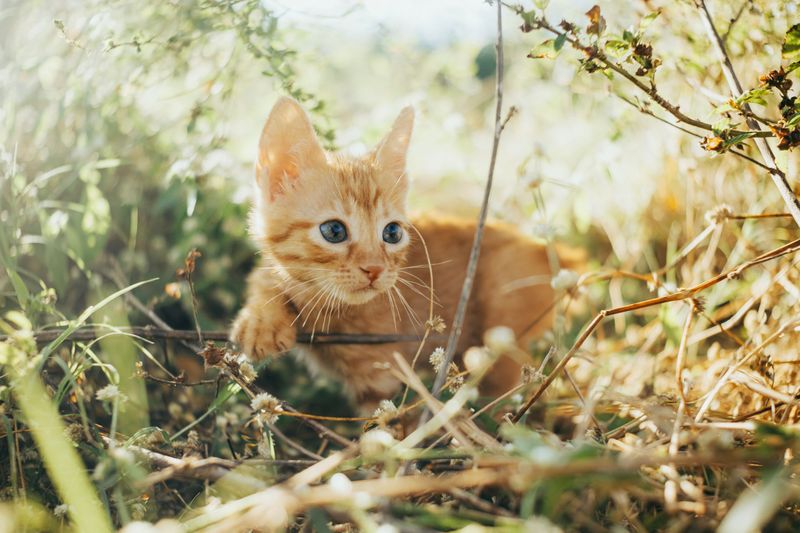 Cats And Small Critters Avoid The Sharp Scent Cats And Small Critters Avoid The Sharp Scent