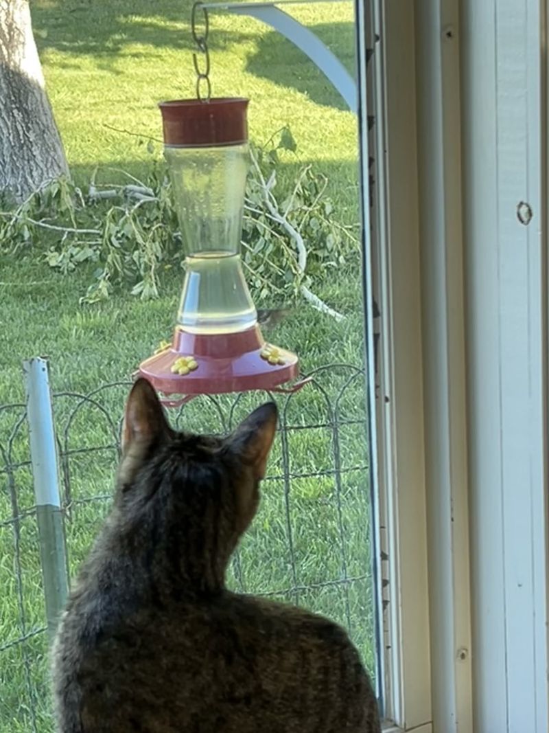 Cats May Be Making The Yard Feel Risky