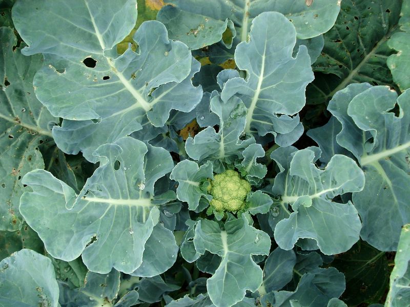 Cauliflower Can Start Growing As Summer Begins To Ease