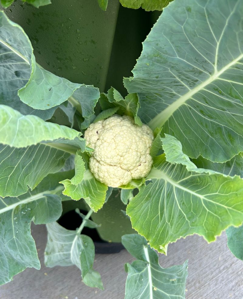 Cauliflower Is Better In Smaller Batches Cauliflower Is Better In Smaller Batches