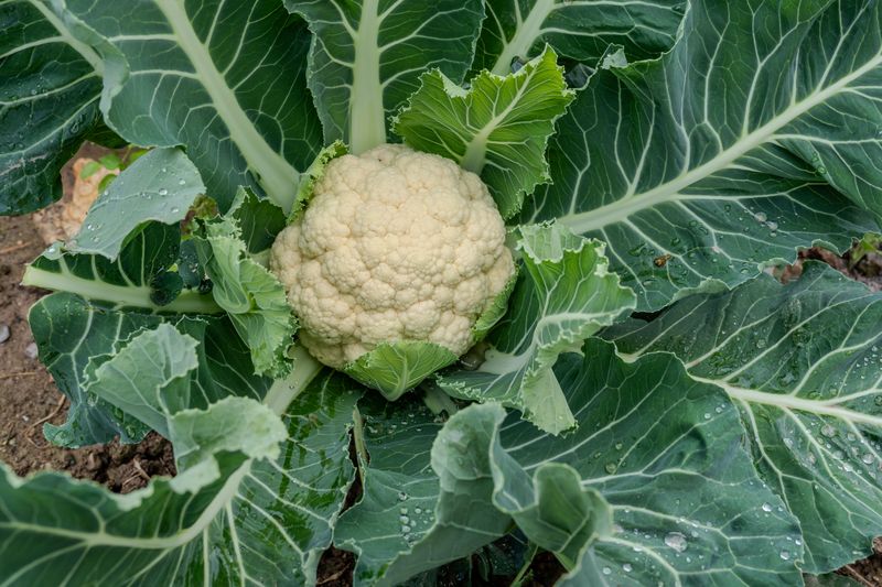 Cauliflower Needs A September Head Start Cauliflower Needs A September Head Start