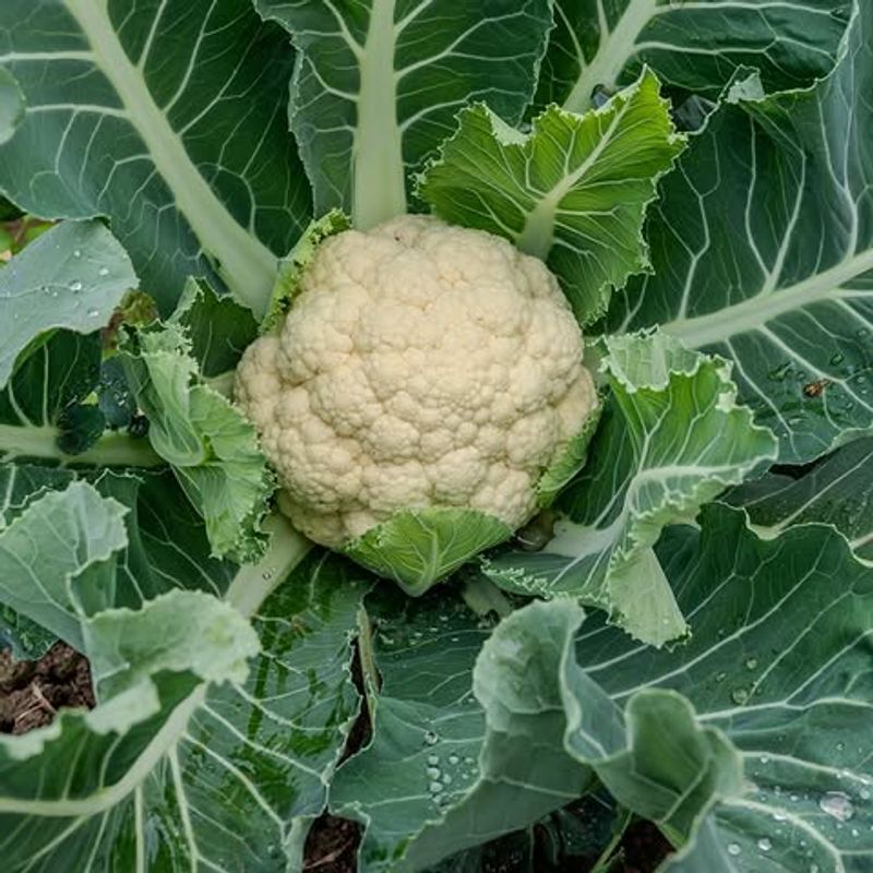 Cauliflower Needs Time Before Autumn Temperatures Drop Cauliflower Needs Time Before Autumn Temperatures Drop