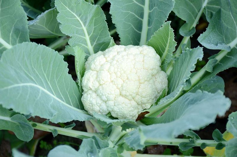 Cauliflower Performs Best With An Early Start Cauliflower Performs Best With An Early Start