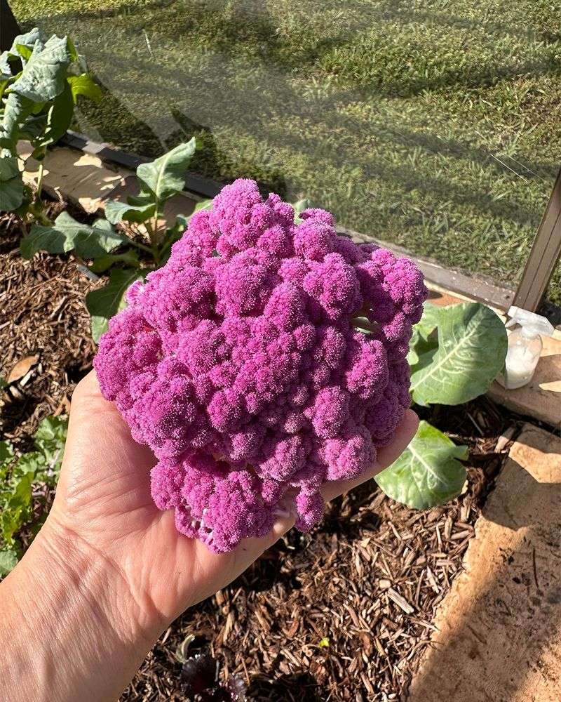 Cauliflower Seeds Can Get Started In Trays This Month