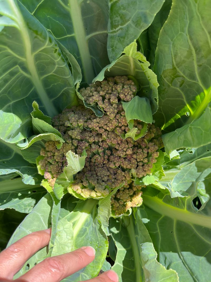 Cauliflower Struggles In Hot Weather