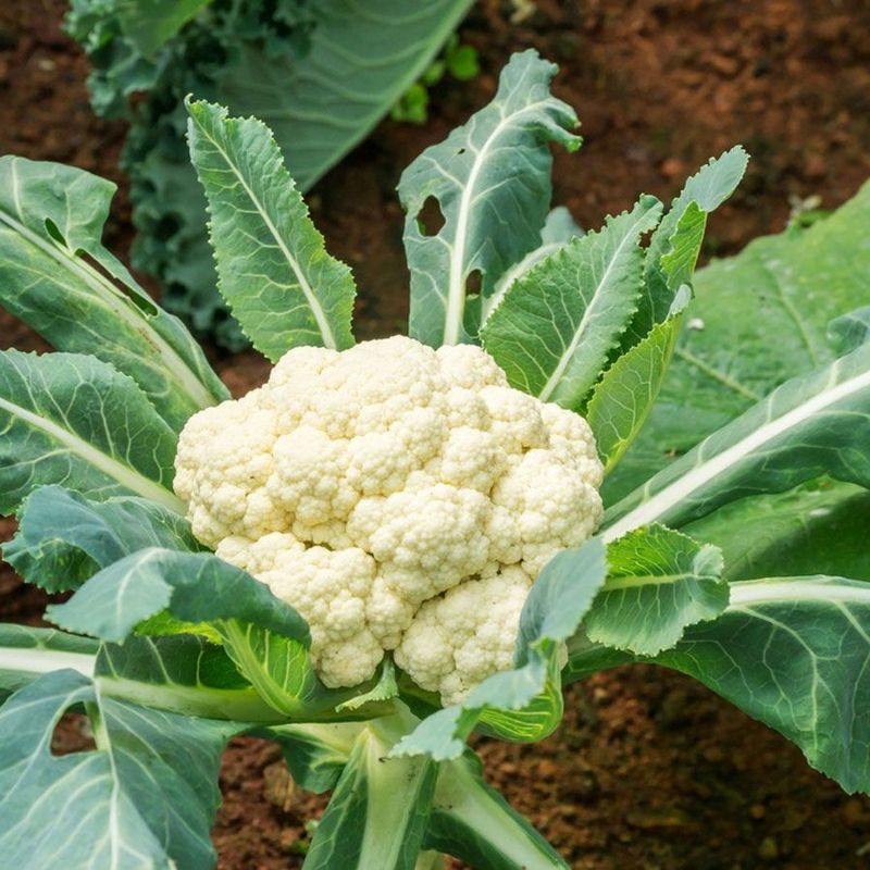 Cauliflower Transplants Can Fill Open Garden Space