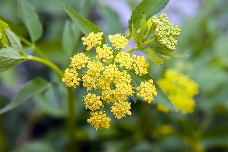 Causes Behind This Wildflower's Gradual Decline